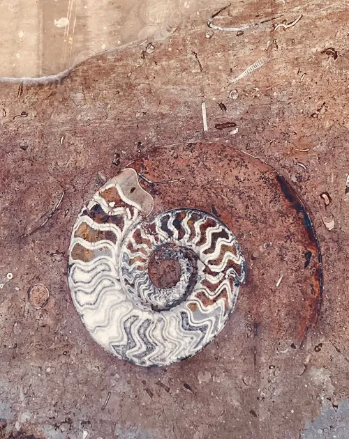 Mondo Ammonite
