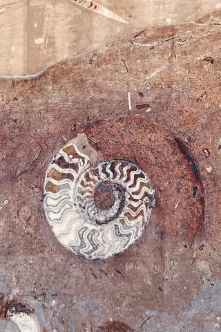 Mondo Ammonite